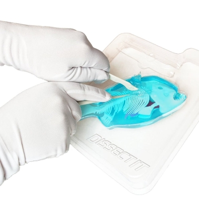 Laboratorio Baboso Disecciona la Piraña